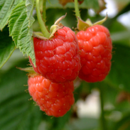IBARROLA FRUITS Organic berries