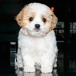 Dreamy Puppy