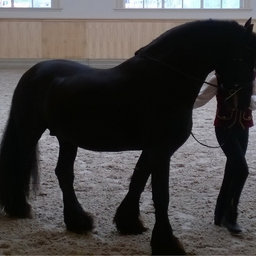 Herbert Arends's profile picture