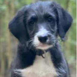 Klaus Breuch's profile picture
