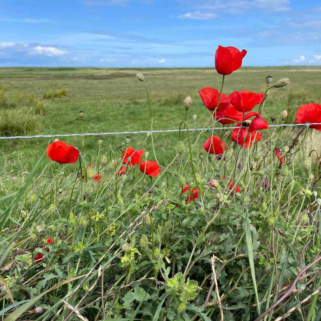 Marko Bechlin Betriebsleiter —— XING