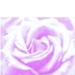 Rose Jimenez