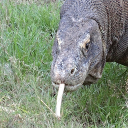 Komodo Mega Tours