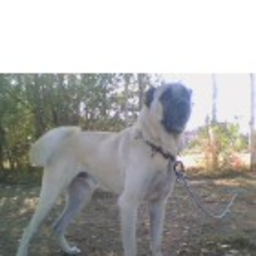 Murat Taşdelen's profile picture