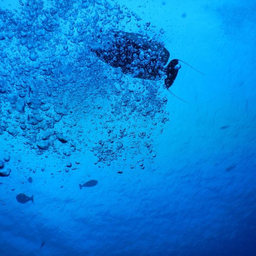 Alexander-Timo Netterdon