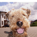 Asta Welsh-Terrier
