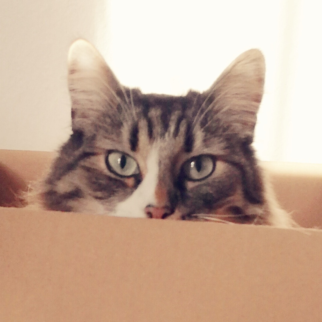 Maximilian Dorn Software Developer Hypixel Inc XING