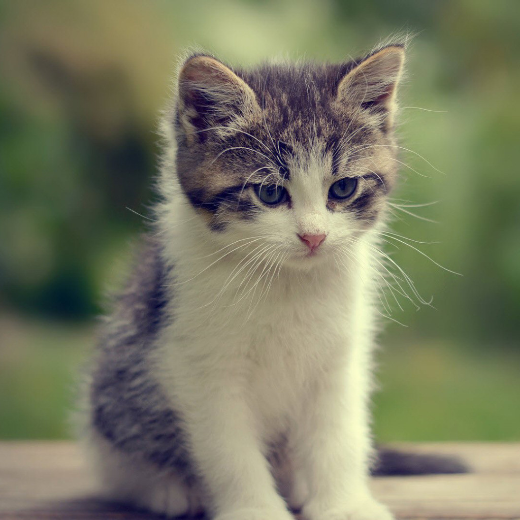 Маленький котик