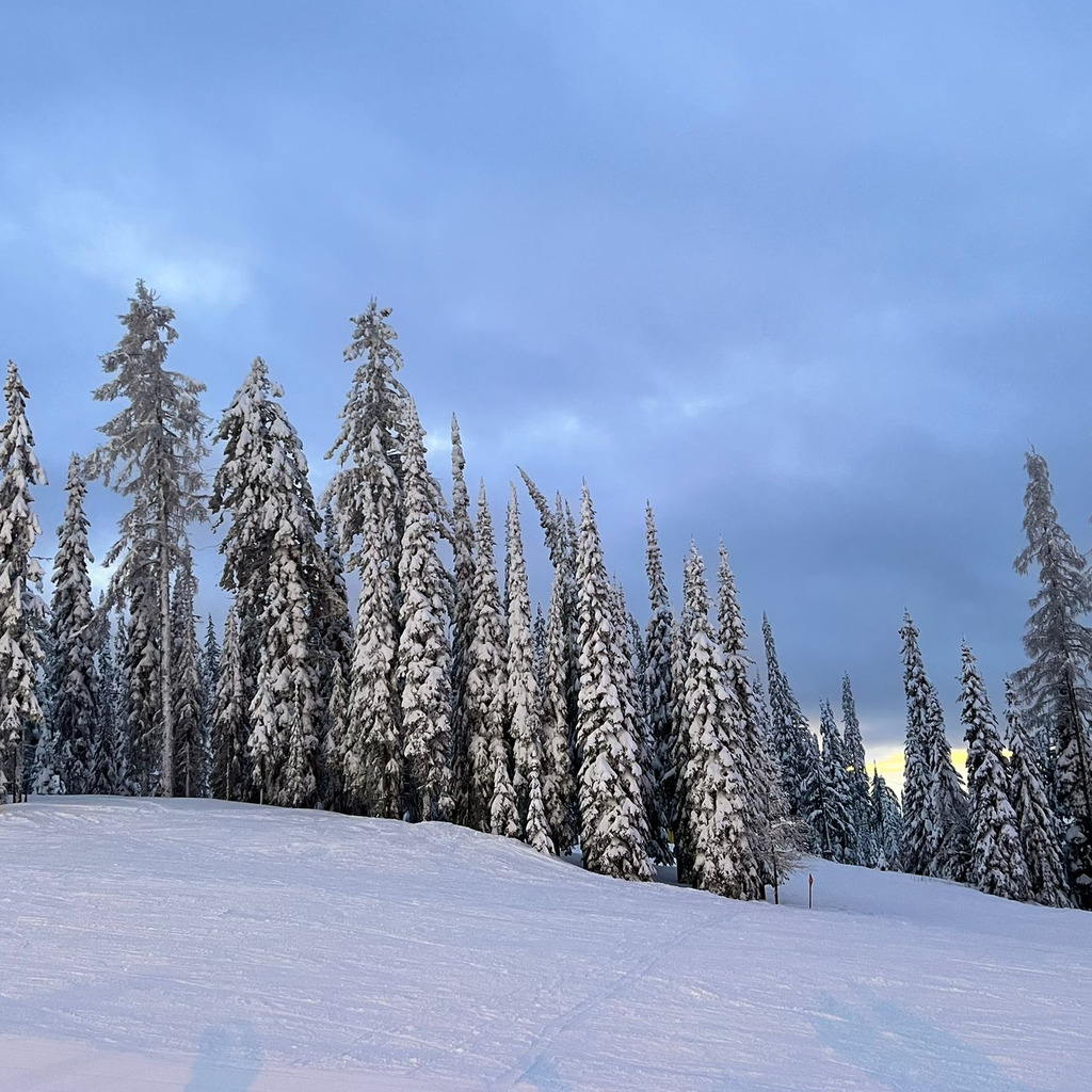 Carina Hilbig MFA Caritas XING