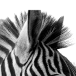 Kalahari Zebra