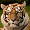 Shishir Sharan