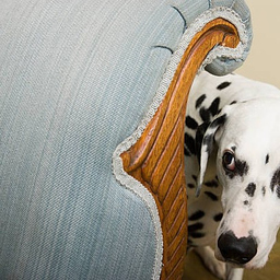 Dog music for separation anxiety