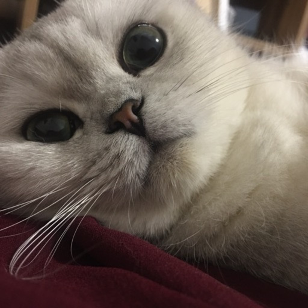 Yuan Jiang Human Biology, Biomedicine TU München XING