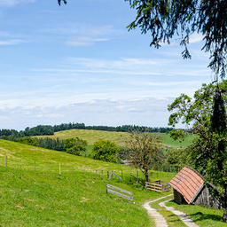 Lisi Zecha