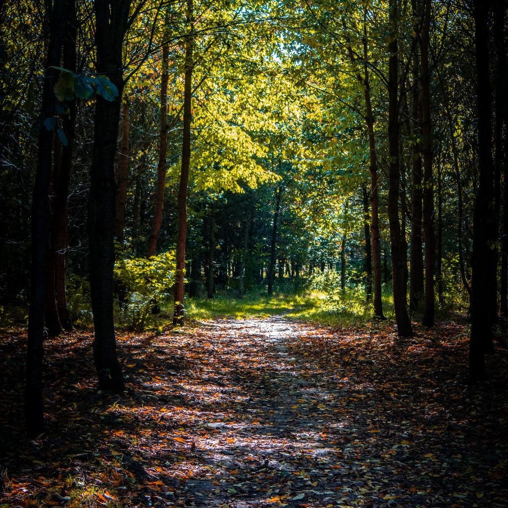 Robert Clemens Geschäftsführer CEG wohnen XING