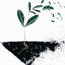 soil minerals
