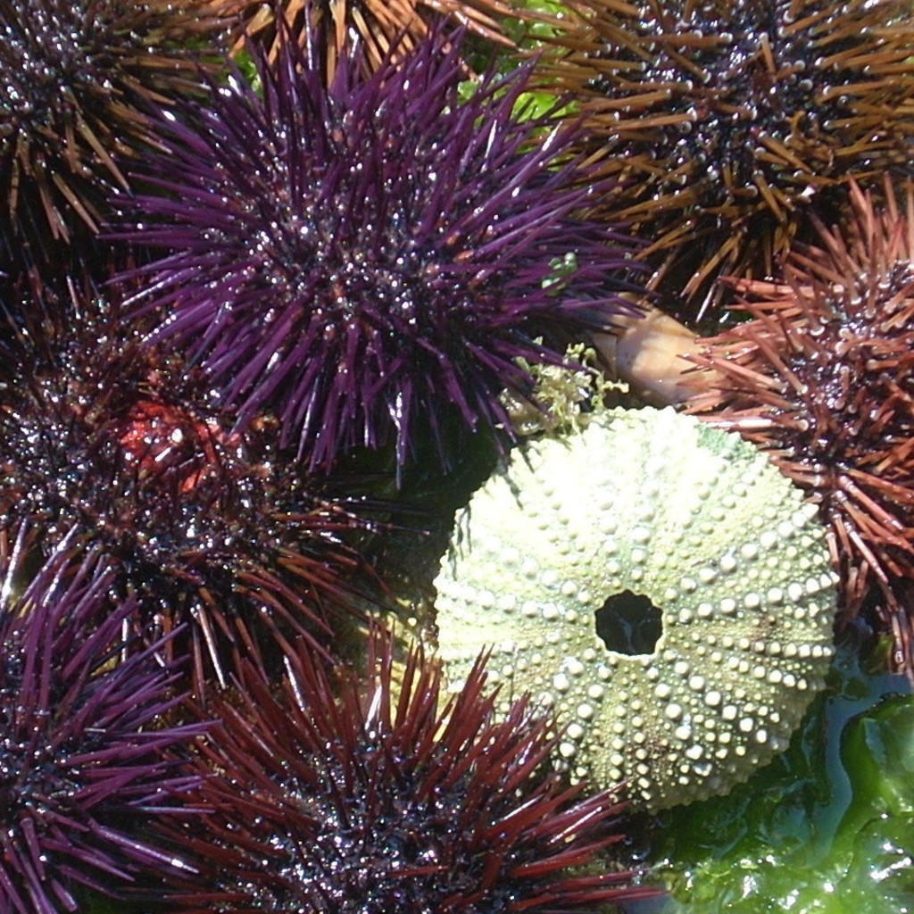 Carmen Silvestri Psicologo Cooperativa sociale 