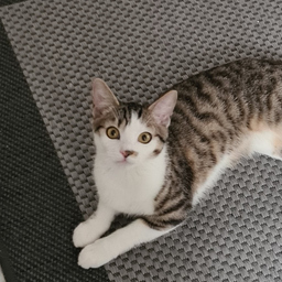 Kevin -alleinzuhaus's profile picture