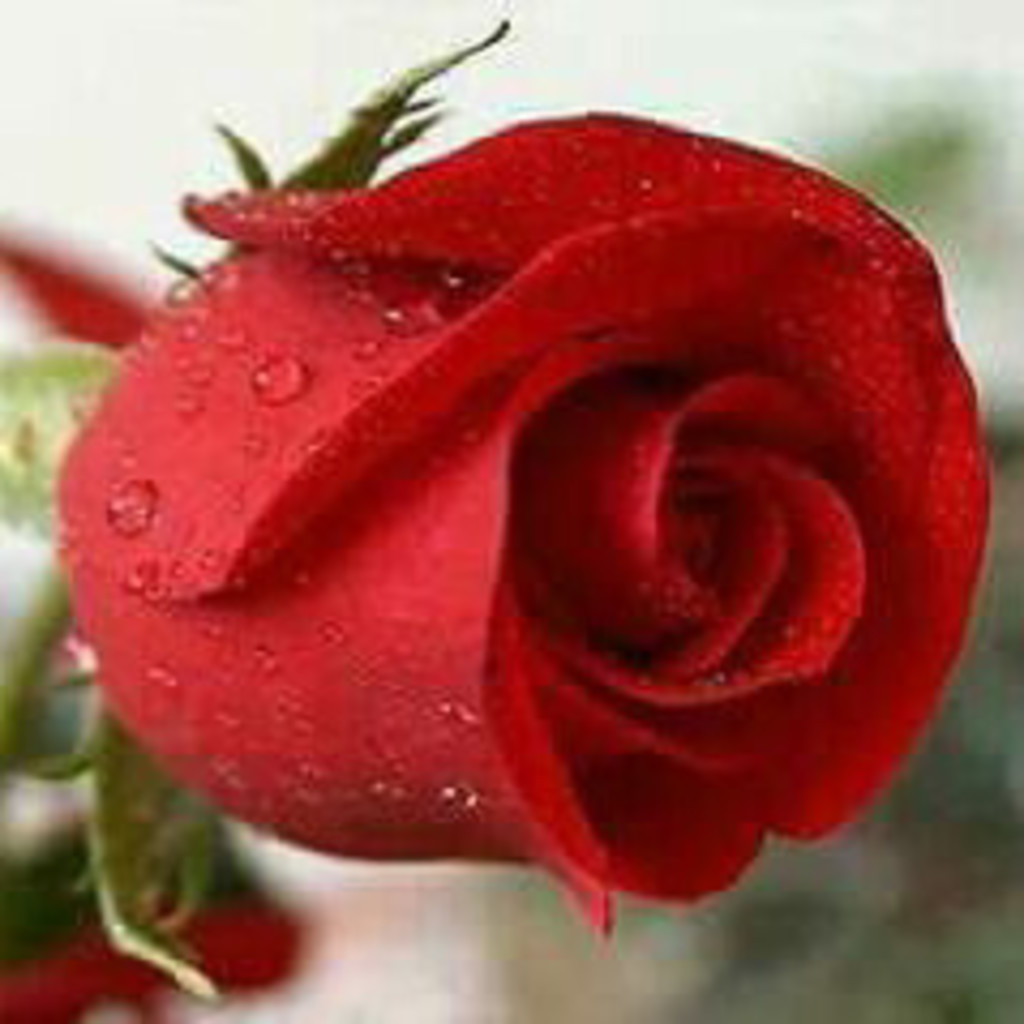 Loubna Idrissi hhgffjk kvxddguk XING