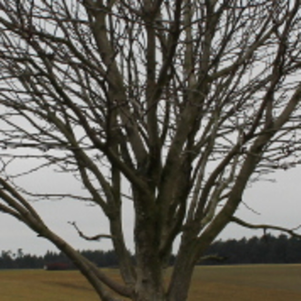 schneider Leiter Technischer Service DRV XING