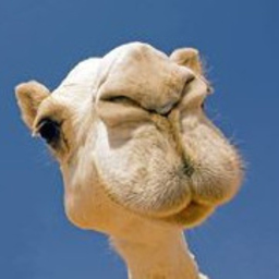 Amir Abdul el Hama