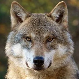 Wolf-Rüdiger Ulrich