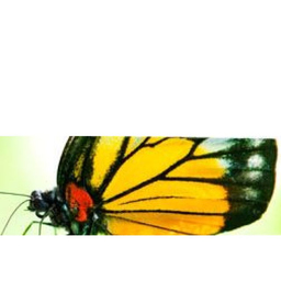 Oscar Balmes's profile picture