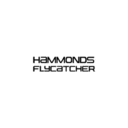 Hammonds flycatcher