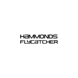 Hammonds flycatcher