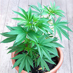 Grow Island