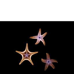 宝星 张