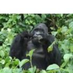 DevineAfrican SafarisLimited