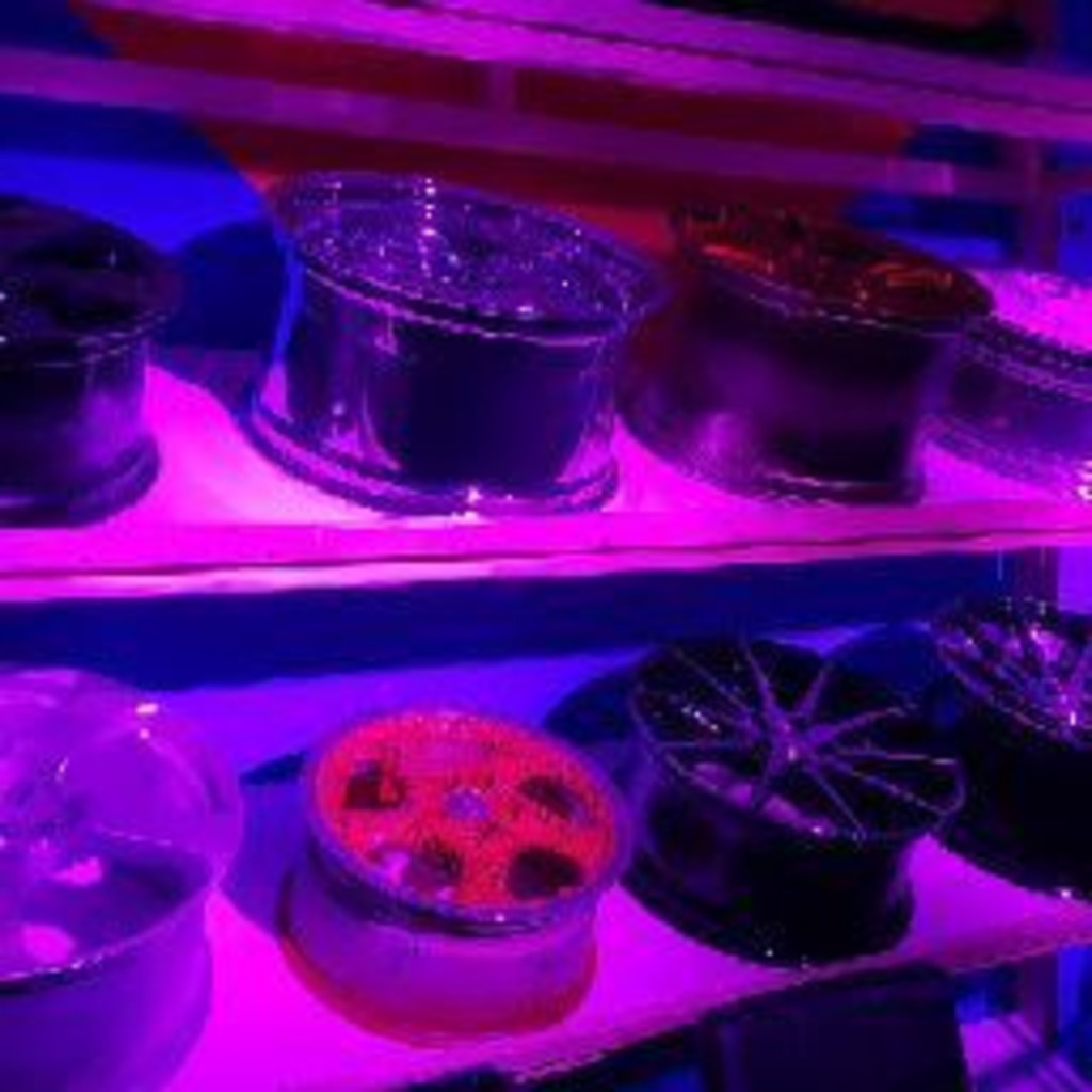 Murat Calkamis Lackierer Dreamwheels XING