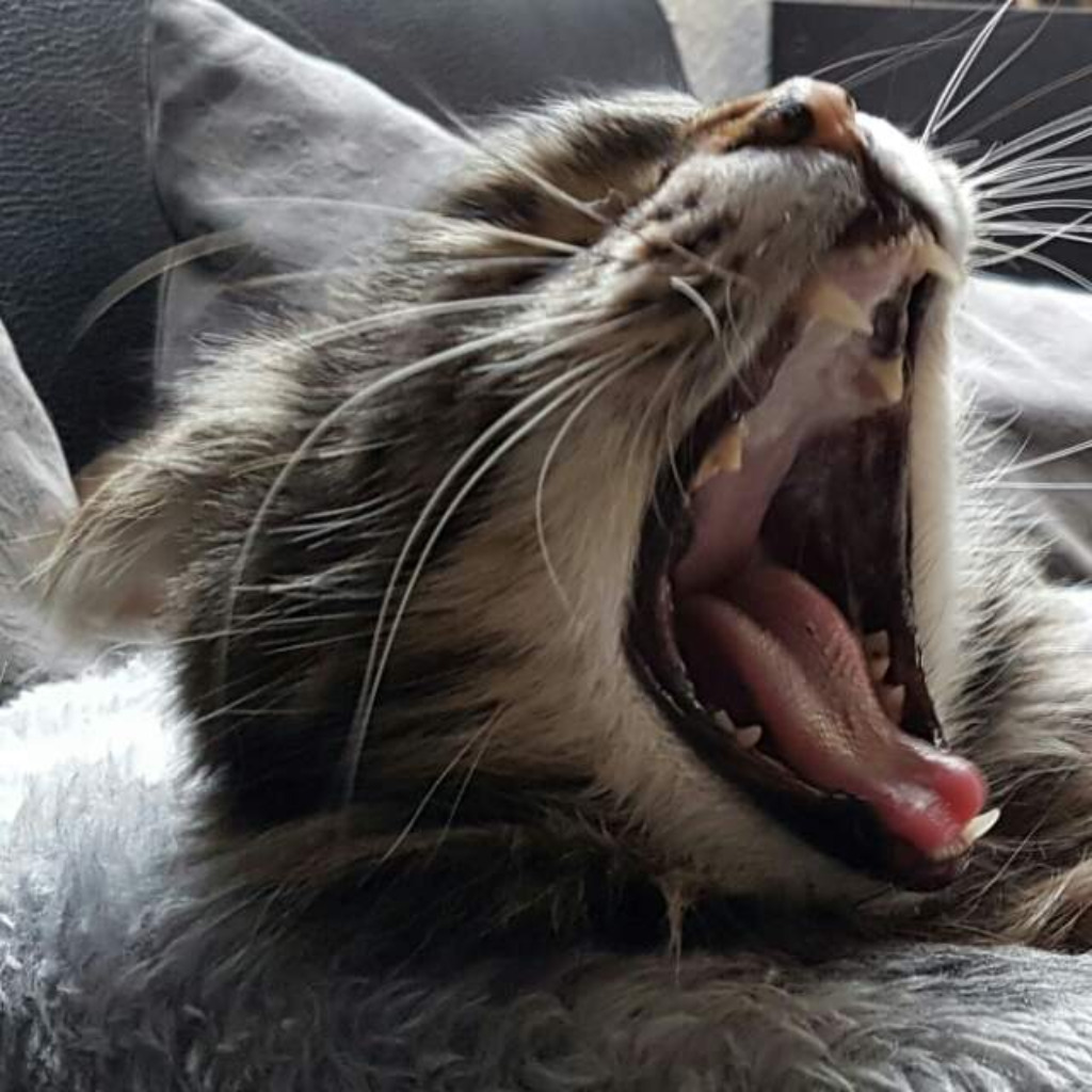 Heinrich Schmitt alles durchgemacht XING