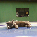MARIA ISABEL CORTES GOMEZ