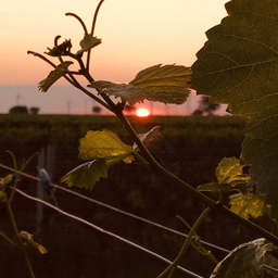 Weingut Georg Preisinger