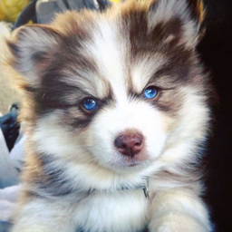 Pomsky Puppies