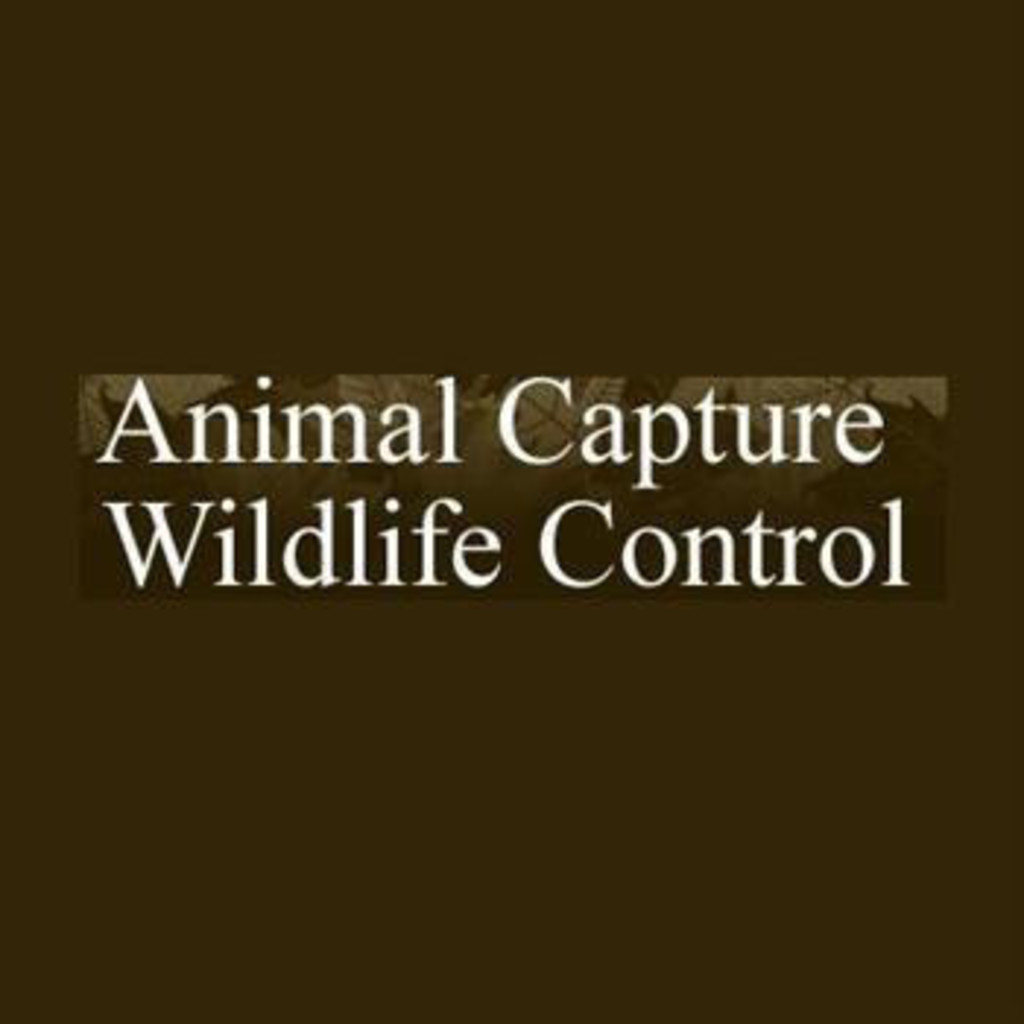 animal-capture-wildlife-control-owner-20-xing