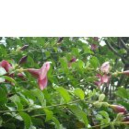 Rohini Purang