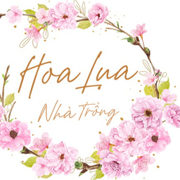 hoa lua nha trong