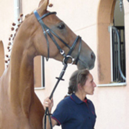Daniela Klein's profile picture
