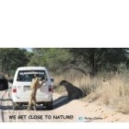 Kalahari Safaris