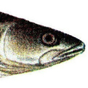 EC Zander