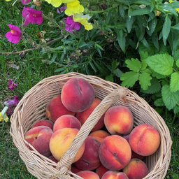 Ulli Maka's profile picture