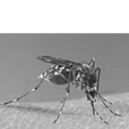 Tise Plexus