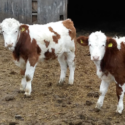 Efe Livestock