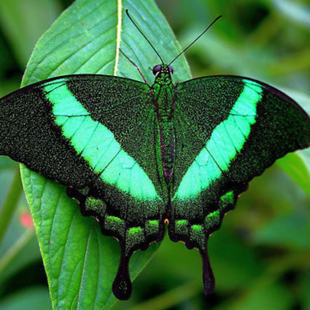 Papilio Palinurus бабочка. Парусник Палинур. Бабочка изумрудный парусник. Живые тропические бабочки.