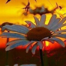 Madlen Elena