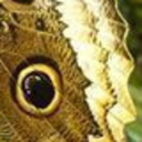 Papillon Butterfrog