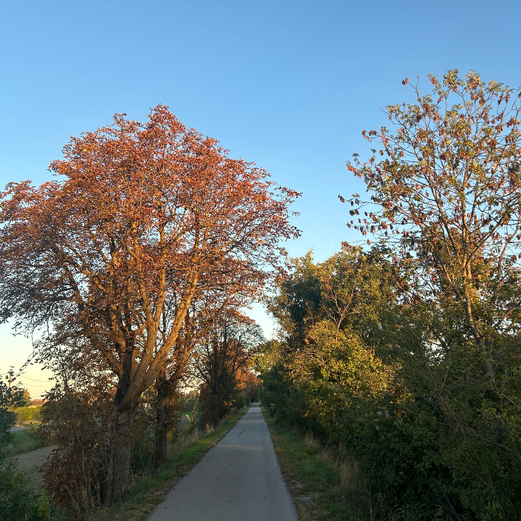 Boris Kammerhofer Leiter Logistik kika/Leiner Möbelhandel GesmbH XING